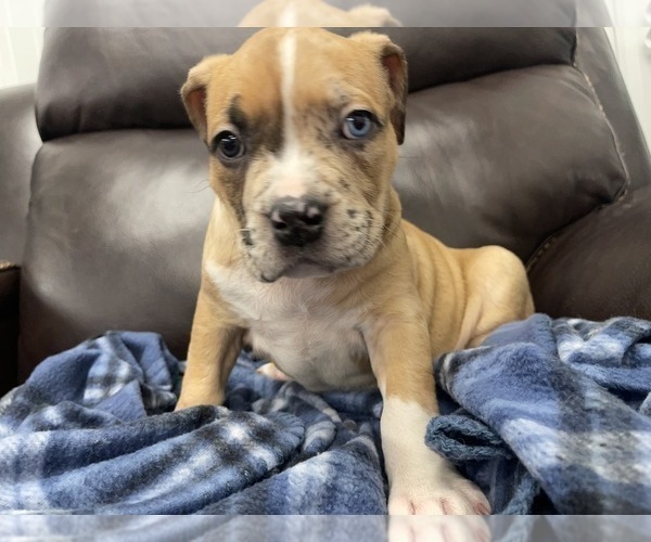 Medium Photo #69 American Bully Puppy For Sale in REESEVILLE, WI, USA