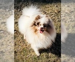 Small Photo #1 Pomeranian Puppy For Sale in BLANCHARD, OK, USA