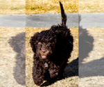 Small Photo #3 Spanish Water Dog Puppy For Sale in SIMLA, CO, USA