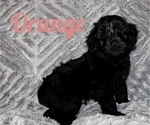 Small #1 Aussiedoodle Miniature -Poodle (Toy) Mix