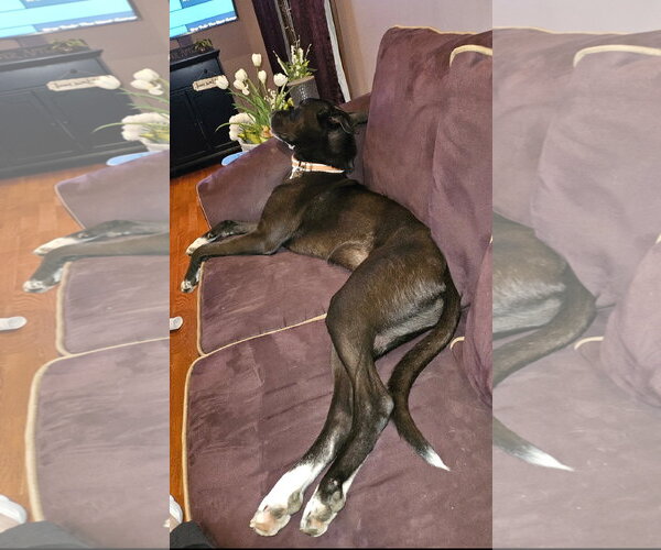 Medium Photo #12 Australian Kelpie-Unknown Mix Puppy For Sale in Rockaway, NJ, USA