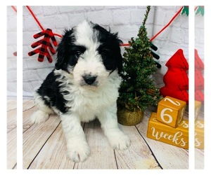 Border Collie-Poodle (Miniature) Mix Puppy for sale in WHEATON, MO, USA