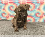 Small #2 Labrador Retriever Mix