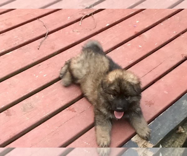Medium Photo #5 German Shepherd Dog Puppy For Sale in CHARLOTTESVILLE, VA, USA