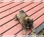 Small Photo #5 German Shepherd Dog Puppy For Sale in CHARLOTTESVILLE, VA, USA