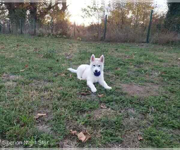 Medium Photo #1 Siberian Husky Puppy For Sale in Topolje, Osjecko-Baranjska, Croatia