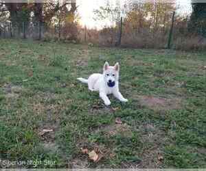 Siberian Husky Puppy for Sale in Topolje, Osjecko-Baranjska Croatia