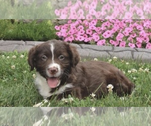 Affenpinscher-Australian Shepherd Mix Puppy for sale in BRIGHTON, NY, USA