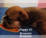 Small Photo #11 English Bulldog Puppy For Sale in COLUMBUS, OH, USA