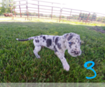 Small Photo #10 Great Dane Puppy For Sale in STOCKTON, MO, USA
