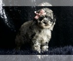 Small Photo #12 Poodle (Miniature) Puppy For Sale in WARSAW, IN, USA