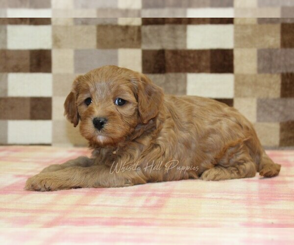 Medium Photo #2 Cavapoo (Miniature) Puppy For Sale in DENVER, PA, USA