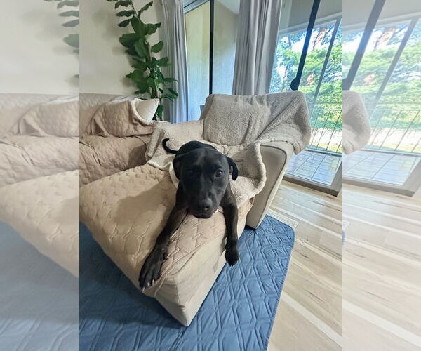Medium Photo #8 American Pit Bull Terrier-Staffordshire Bull Terrier Mix Puppy For Sale in Oakhurst, NJ, USA