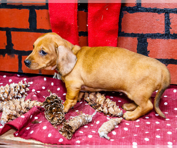 Medium Photo #6 Dachshund Puppy For Sale in WAKARUSA, IN, USA