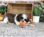 Small #4 Shih Tzu