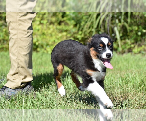 Medium Photo #2 Miniature Australian Shepherd Puppy For Sale in PALM COAST, FL, USA