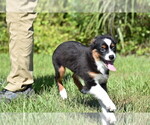 Small #1 Miniature Australian Shepherd