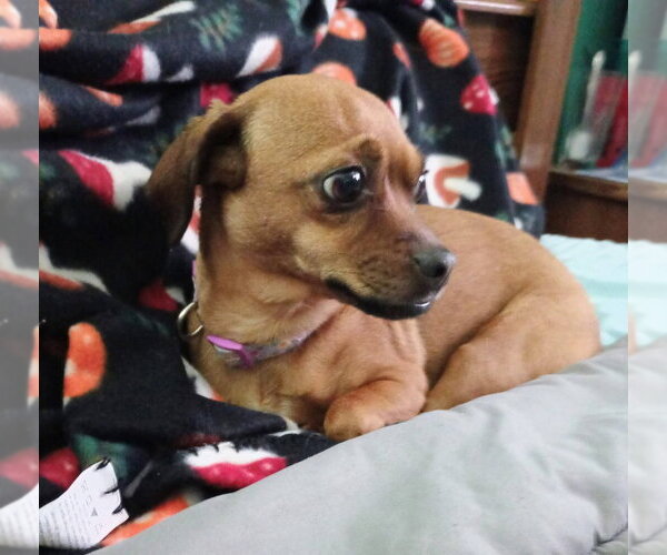 Medium Photo #3 Chihuahua-Unknown Mix Puppy For Sale in Evansville, IN, USA