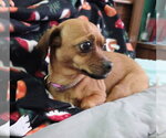 Small #2 Chihuahua Mix