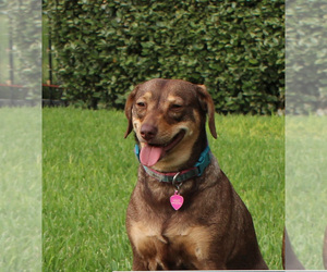 Dachshund-Unknown Mix Dogs for adoption in CYPRESS, TX, USA