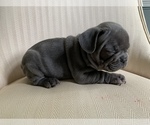 Small Photo #12 French Bulldog Puppy For Sale in CHULA VISTA, CA, USA