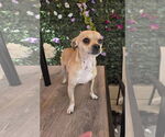 Small #8 Chihuahua