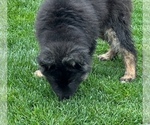 Small Photo #34 German Shepherd Dog Puppy For Sale in JURUPA VALLEY, CA, USA