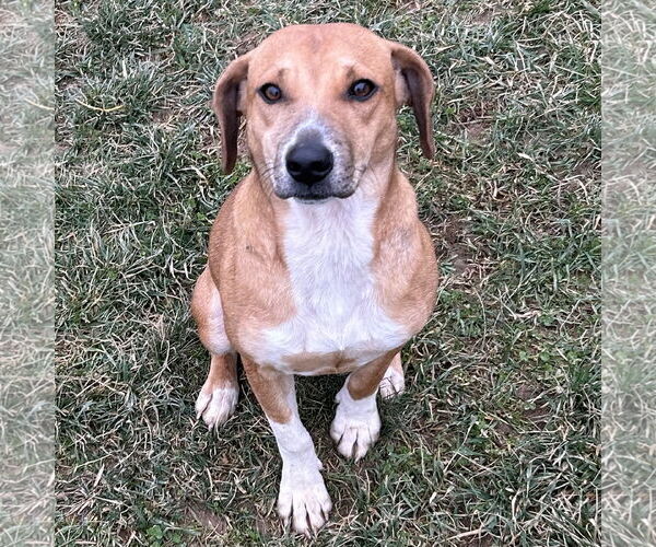 Medium Photo #4 Labbe Puppy For Sale in Batavia, OH, USA