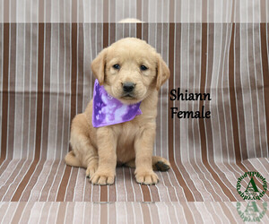 Medium Golden Labrador