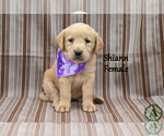 Puppy Shiann Golden Labrador