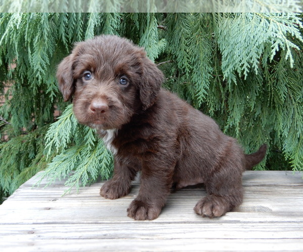 Medium Photo #7 Labradoodle Puppy For Sale in MILLERSBURG, OH, USA