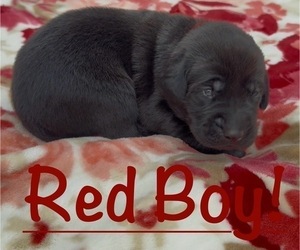 Medium Labrador Retriever