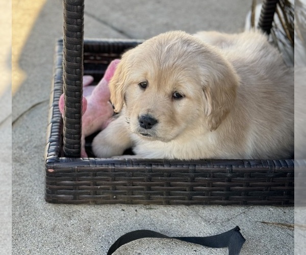 Medium Photo #2 Golden Retriever Puppy For Sale in ADDISON, IL, USA
