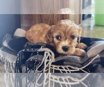 Small #1 Cavapoo (Miniature)