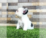 Small Photo #4 French Bulldog Puppy For Sale in RANCHITA, CA, USA