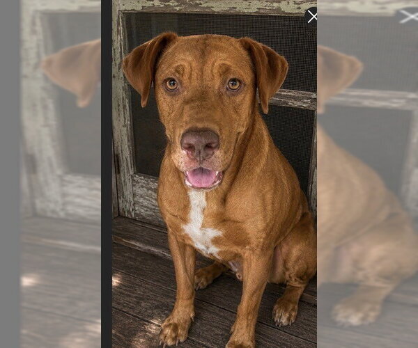 Medium Photo #3 Labralas Puppy For Sale in Southbury, CT, USA