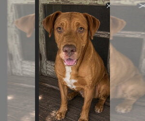 Zip ~ meet me! - Female Labralas Dog for Adoption - Photo #3