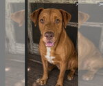 Small Photo #3 Labralas Puppy For Sale in Southbury, CT, USA