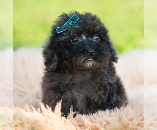 Medium Photo #5 Poodle (Miniature) Puppy For Sale in WARSAW, IN, USA