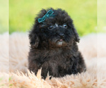 Small #4 Poodle (Miniature)