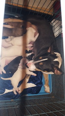 Mother of the Bull Terrier puppies born on 12/01/2018