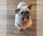Small #1 Shih Tzu Mix