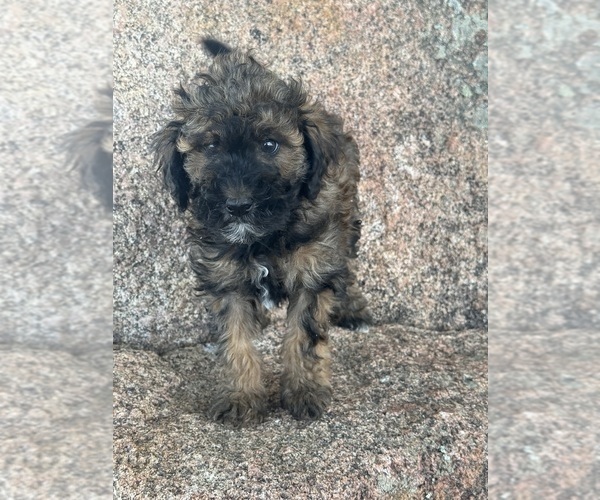 Medium Photo #3 Poodle (Miniature)-Poodle (Standard) Mix Puppy For Sale in LONGMONT, CO, USA