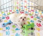 Small #12 Shih Tzu