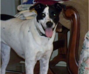 Pointer-Unknown Mix Dogs for adoption in Crossville, AL, USA