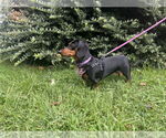 Small #3 Dachshund