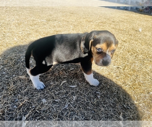 Medium Photo #1 Beagle Puppy For Sale in VERNAL, UT, USA