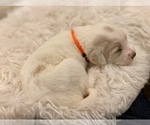 Small Photo #18 Labradoodle Puppy For Sale in TAHLEQUAH, OK, USA
