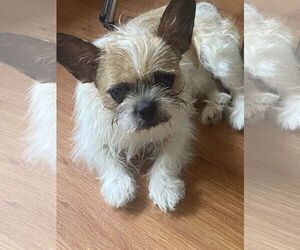 French Bulldog-Unknown Mix Dogs for adoption in Wheaton, IL, USA