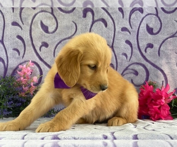 Medium Photo #2 Golden Retriever Puppy For Sale in LANCASTER, PA, USA